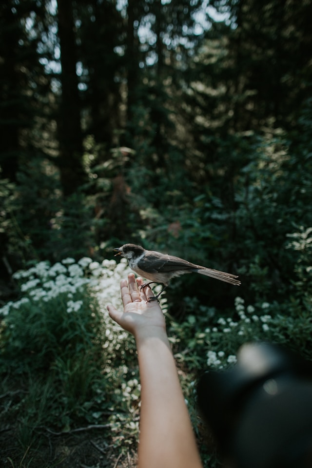 Bild-von-Vogel-in-der-Natur-Startseite-Darmgesundheit-Wald-grün