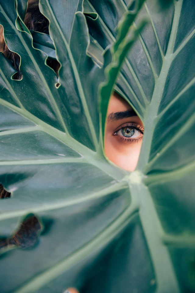 Fotografie-Palmenblatt-Auge-grün-für-Candida-guide